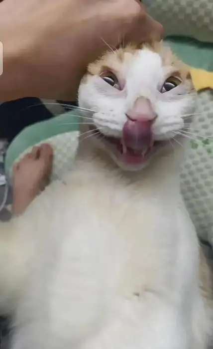 橘白貓的頭部皮膚被人的手向後拉扯，使牠瞇起雙眼、張嘴露齒並用舌頭舔著鼻子，呈現出滑稽搞怪的表情。