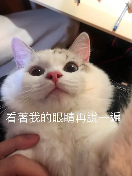 白貓仰視鏡頭，雙頰鼓起，大眼專注。背景為模糊室內景，可見一隻手。文字：「看著我的眼睛再說一遍」。此為網路迷因圖。